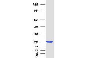 SNAP25 Protein (Transcript Variant 1) (Myc-DYKDDDDK Tag)