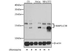Western blot analysis of extracts of various cell lines, using MAP1LC3B antibody. (LC3B 抗体)