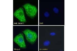 ABIN6391382 Immunofluorescence analysis of paraformaldehyde fixed U2OS cells, permeabilized with 0. (PTTG1 抗体  (Internal Region))