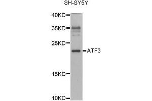 Western blot analysis of extracts of SH-SY5Y cells, using ATF3 antibody (ABIN6290025) at 1:1000 dilution. (ATF3 抗体)