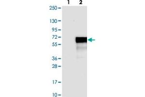 Western blot analysis of Lane 1: Negative control (vector only transfected HEK293T lysate). (FAM53C 抗体)