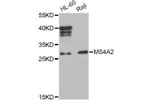 Western blot analysis of extracts of various cell lines, using MS4A2 Antibody (ABIN5995791) at 1/1000 dilution. (MS4A2 抗体)