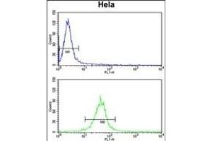 F91A1 Antibody (N-term) (ABIN651217 and ABIN2840136) flow cytometry analysis of Hela cells (bottom histogram) compared to a negative control cell (top histogram).