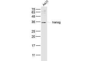 A431 lysates probed with Nanog Polyclonal Antibody, Unconjugated  at 1:300 dilution and 4˚C overnight incubation. (Nanog 抗体  (AA 101-200))