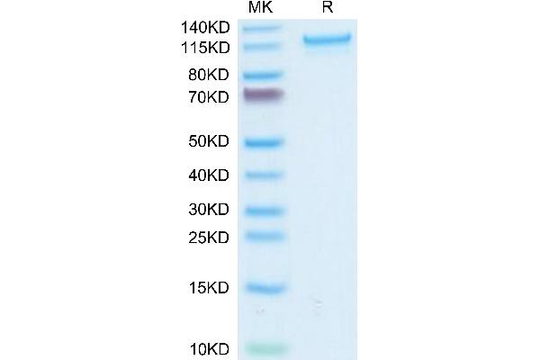 CD93 Protein (CD93) (AA 22-580) (Fc Tag)