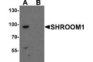 Western Blotting (WB) image for anti-Shroom Family Member 1 (SHROOM1) (C-Term) antibody (ABIN1077406) (SHROOM1 抗体  (C-Term))