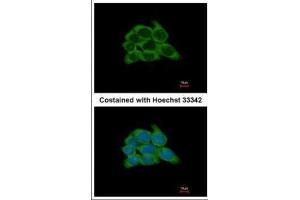 Immunofluorescence (IF) image for anti-Heat Shock Protein 90kDa alpha (Cytosolic), Class B Member 1 (HSP90AB1) (Internal Region) antibody (ABIN2855037)