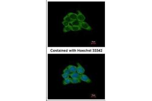 ICC/IF Image Immunofluorescence analysis of methanol-fixed HCT116, using HSP90 beta, antibody at 1:500 dilution. (HSP90AB1 抗体  (Internal Region))