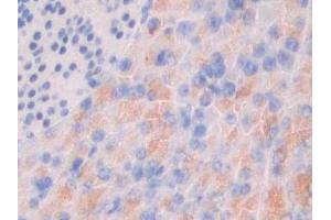 Detection of MUC3 in Human Pancreas Tissue using Polyclonal Antibody to Mucin 3 (MUC3) (MUC3A 抗体  (AA 2176-2280))