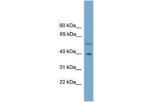 WB Suggested Anti-CLUAP1 Antibody Titration: 0. (CLUAP1 抗体  (C-Term))