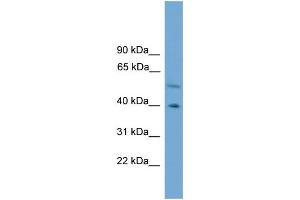 WB Suggested Anti-CLUAP1 Antibody Titration: 0. (CLUAP1 抗体  (C-Term))