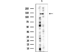 anti-Regulating Synaptic Membrane Exocytosis 2 (RIMS2) antibody
