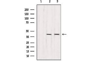 Western blot analysis of extracts from various samples, using RBM4 Antibody. (RBM4 抗体  (Internal Region))