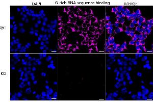 anti-G-Rich RNA Sequence Binding Factor 1 (GRSF1) antibody