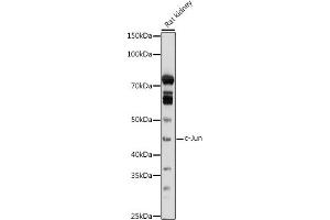 Western blot analysis of extracts of Rat kidney, using c-Jun antibody (ABIN6131074, ABIN6142670, ABIN6142671 and ABIN6215187) at 1:1000 dilution. (C-JUN 抗体  (AA 1-70))