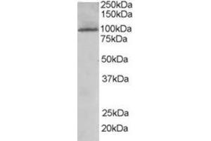 Image no. 2 for anti-TAO Kinase 3 (TAOK3) (Internal Region) antibody (ABIN374459) (TAO Kinase 3 抗体  (Internal Region))