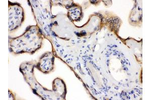 Anti- EDNRB Picoband antibody, IHC(P) IHC(P): Human Placenta Tissue (EDNRB 抗体  (C-Term))