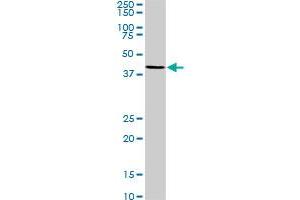 MKNK2 monoclonal antibody (M07), clone 2A10. (MKNK2 抗体  (AA 1-158))