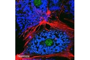 Image no. 3 for anti-BCL2/adenovirus E1B 19kDa Interacting Protein 3 (BNIP3) (AA 152-187) antibody (ABIN3030151)