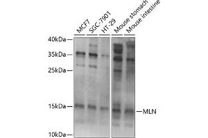 Western blot analysis of extracts of various cell lines, using MLN Antibody (ABIN6128307, ABIN6143890, ABIN6143891 and ABIN6222013) at 1:1000 dilution. (Motilin 抗体  (AA 26-115))