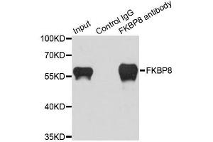 Immunoprecipitation analysis of 200ug extracts of HeLa cells using 1ug FKBP8 antibody.