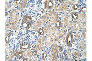 MGAT2 antibody was used for immunohistochemistry at a concentration of 4-8 ug/ml to stain Epithelial cells of renal tubule (arrows) in Human Kidney. (MGAT2 抗体)