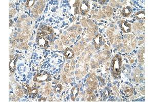 MGAT2 antibody was used for immunohistochemistry at a concentration of 4-8 ug/ml to stain Epithelial cells of renal tubule (arrows) in Human Kidney.