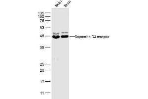 DRD3 抗体  (AA 352-446)