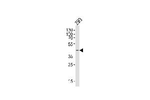 Western blot analysis of lysate from 293 cell line, using CERKL Antibody (N-term) (ABIN6243452 and ABIN6577445). (CERKL 抗体  (N-Term))
