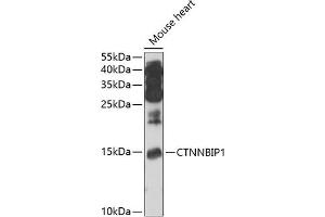 Western blot analysis of extracts of mouse heart, using CTNNBIP1 antibody (ABIN6133483, ABIN6139210, ABIN6139211 and ABIN6222937) at 1:1000 dilution. (CTNNBIP1 抗体  (AA 1-81))