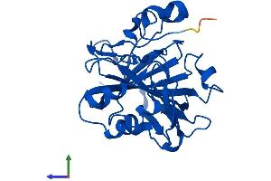 Protein Structure (PS) image for Carbonic Anhydrase XIII (CA13) (AA 1-262) protein (His tag) (ABIN7561052)