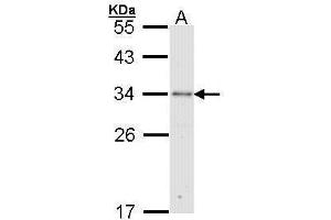 WB Image Sample (30 ug of whole cell lysate) A: Molt-4 , 12% SDS PAGE antibody diluted at 1:1000 (RPA2 抗体)