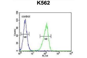 CRFR1 Antibody (Q103) flow cytometric analysis of K562 cells (right histogram) compared to a negative control cell (left histogram). (CRHR1 抗体  (AA 95-128))