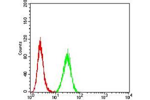 Flow cytometric analysis of Hela cells using PRKAB2 mouse mAb (green) and negative control (red). (PRKAB2 抗体  (AA 1-120))