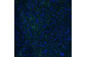 Immunofluorescent staining of mouse spinal cord with HTR3E polyclonal antibody . (HTR3E 抗体  (AA 345-394))