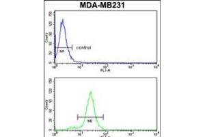 Flow cytometry analysis of MDA-MB231 cells (bottom histogram) compared to a negative control cell (top histogram). (SERPINA3 抗体  (C-Term))