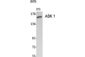 Western Blot (WB) analysis of specific cells using ASK 1 Polyclonal Antibody. (ASK1 抗体  (Ser9))