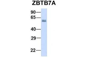 Host:  Rabbit  Target Name:  ZBTB7A  Sample Type:  Human Adult Placenta  Antibody Dilution:  1. (ZBTB7A 抗体  (N-Term))