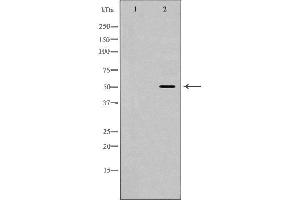 Western blot analysis of extracts of mouse heart, using HCRTR2 antibody. (HCRTR2 抗体  (N-Term))