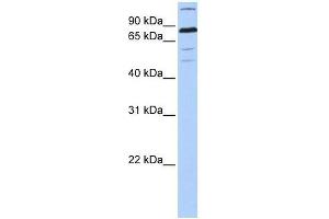 ZNF700 antibody used at 0. (ZNF700 抗体  (C-Term))