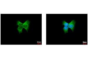ICC/IF Image ERp57 antibody [C3], C-term detects PDIA3 protein at cytoplasm by immunofluorescent analysis. (PDIA3 抗体  (C-Term))
