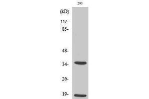 Western Blotting (WB) image for anti-Caspase 6 p18 (Asp179), (cleaved) antibody (ABIN3181764) (Caspase 6 p18 (Asp179), (cleaved) 抗体)