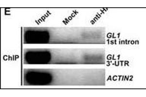 ChIP was performed with 35S:HATCL1 plants using anti-HA antibodies. (HA-Tag 抗体)