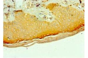 Immunohistochemistry of paraffin-embedded human skin tissue using ABIN7159246 at dilution of 1:100 (MLANA 抗体  (AA 48-118))