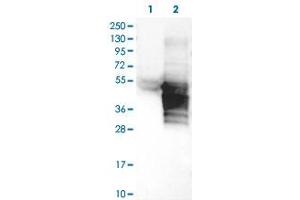 Western Blot (Cell lysate) analysis of (1) Negative control (vector only transfected HEK293T lysate), and (2) Over-expression lysate (Co-expressed with a C-terminal myc-DDK tag (~3. (RHOXF2 抗体)