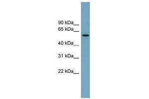 MNS1 antibody used at 1 ug/ml to detect target protein. (MNS1 抗体  (Middle Region))
