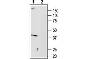 Western blot analysis of Malme-3M cell lysate: - 1.