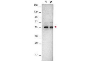 Western Blotting (WB) image for anti-AKT 1/2/3 antibody (ABIN349616)