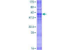 MRGPRX3 Protein (AA 1-322) (GST tag)