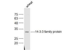 Wheat lysates probed with 14-3-3 family protein Polyclonal Antibody, Unconjugated  at 1:500 dilution and 4˚C overnight incubation. (LOC543565 抗体  (AA 151-261))